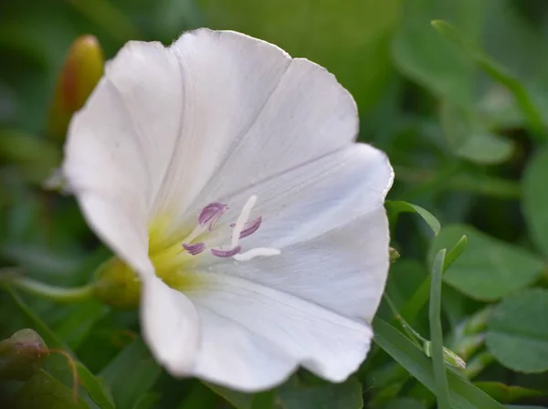 Fleur Blanche Convolvulus Arvensis — Photo