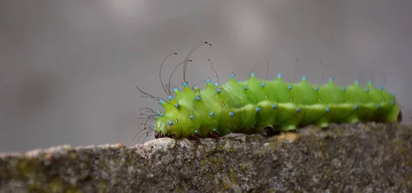 Saturnia Pyri Larva Roca Enfoque Cabeza Pelos Largos — Foto de Stock