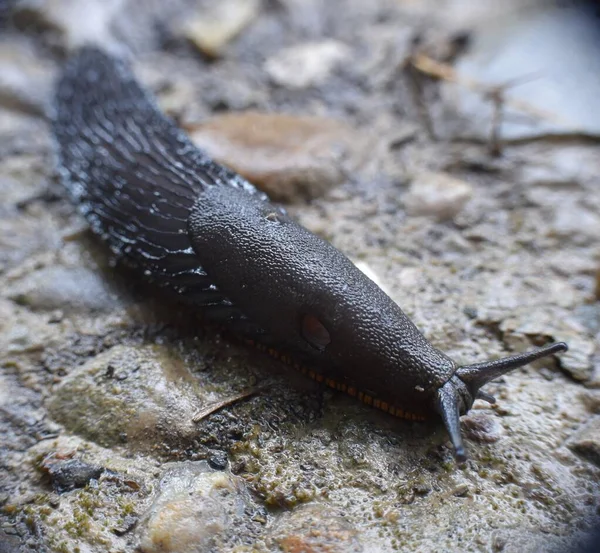 Slug Brud Kamienna Droga Mokra Deszczu — Zdjęcie stockowe