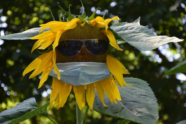 Blühende Sonnenblumenpflanze Mit Brille Und Maske Neue Normalität Pflanzen — Stockfoto