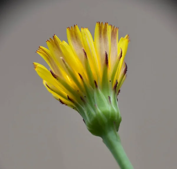 Žlutý Květ Hypochaeris Glabra Vidět Zvenčí — Stock fotografie