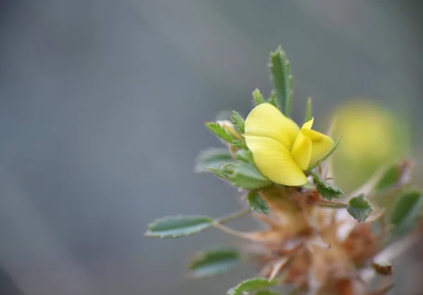 Ononis Pusilla Växt Berg Med Gul Blomma — Stockfoto