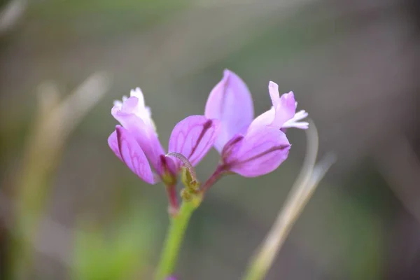 Polygala Vulgaris Planta Flor Rosa — Foto de Stock