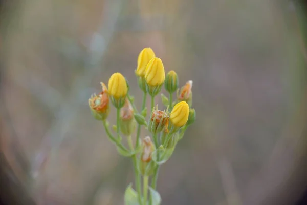 Φυτό Blackstonia Perfoliata Ανθίζει Κλειστά Μπουμπούκια Ηλιοβασίλεμα — Φωτογραφία Αρχείου