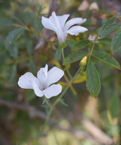 Flores Brancas Planta Linum Suffruticosum — Fotografia de Stock