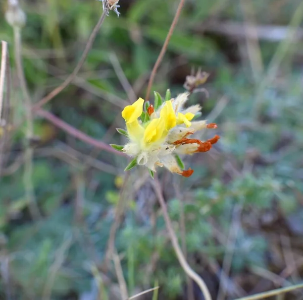 Flor Amarilla Planta Anthyllis Vulneraria — Foto de Stock