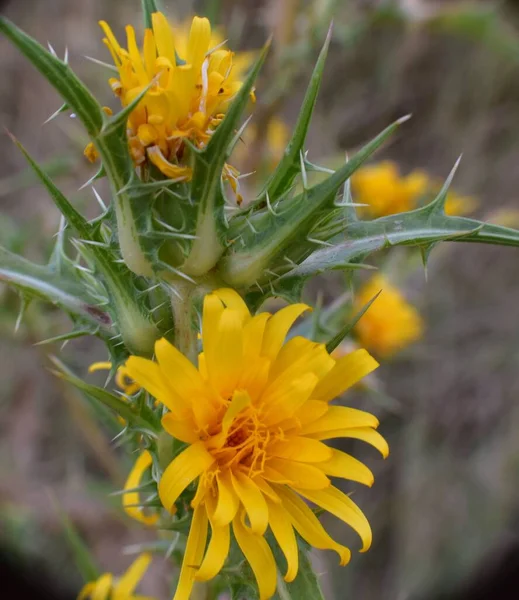 Żółte Kwiaty Rośliny Scolymus Hispanicus — Zdjęcie stockowe