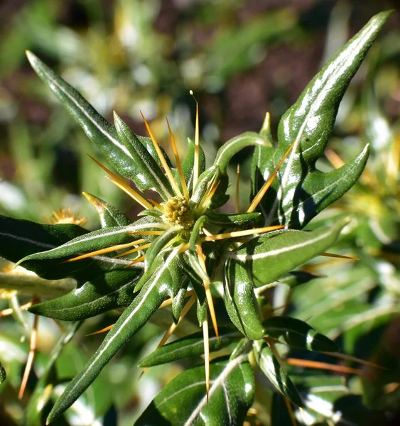 Detalii Despre Planta Spinoasă Xanthium Spinosum — Fotografie, imagine de stoc