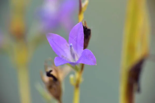 Fioletowy Kwiat Rodziny Campanula — Zdjęcie stockowe