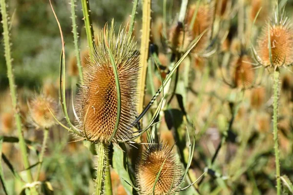 Grote Set Carders Distel Dipsacus Fullonum Grasveld — Stockfoto