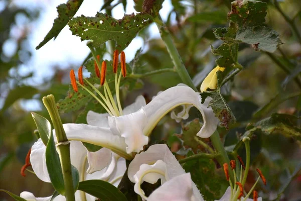 Fleur Blanche Lis Lilium Candidum Dans Jardinière — Photo