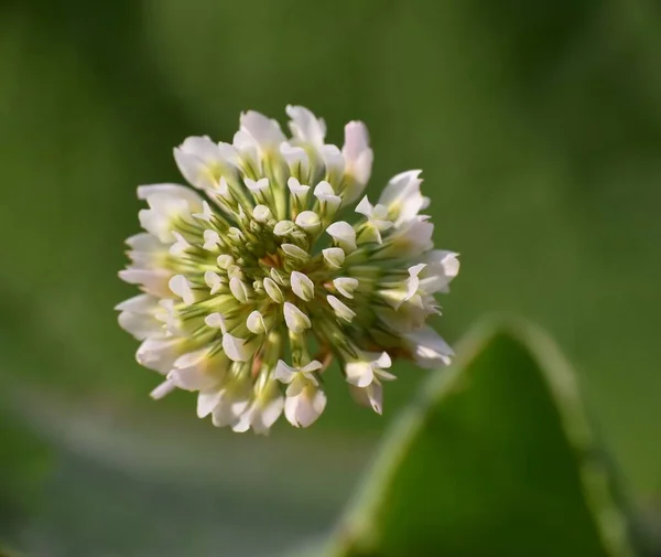 Trifolium Repens Białym Kwitnieniem — Zdjęcie stockowe