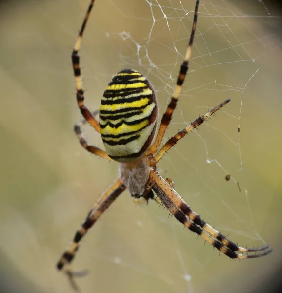 Araignée Tigre Noire Blanche Jaune Argiope Bruennichi Sur Toile Araignée — Photo