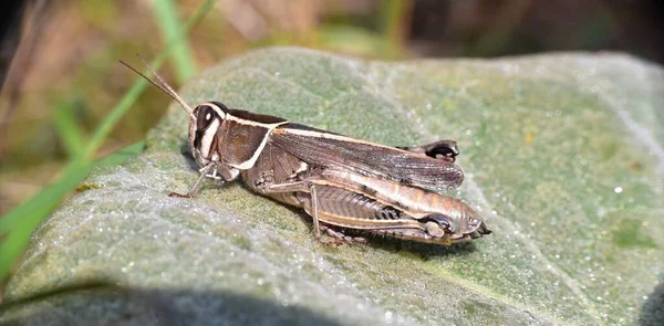 Grasshopper Posado Sobre Una Hoja Salmonete — Foto de Stock