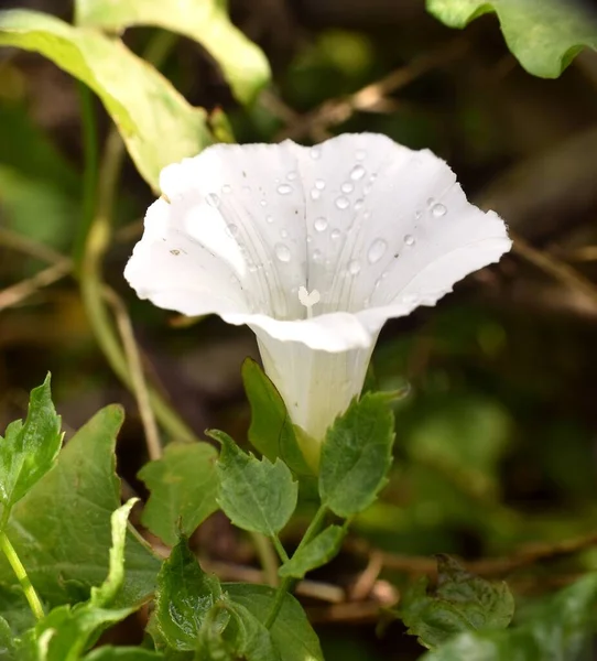 Рослина Сепіуму Калістетії Квітці Краплями Дощу — стокове фото