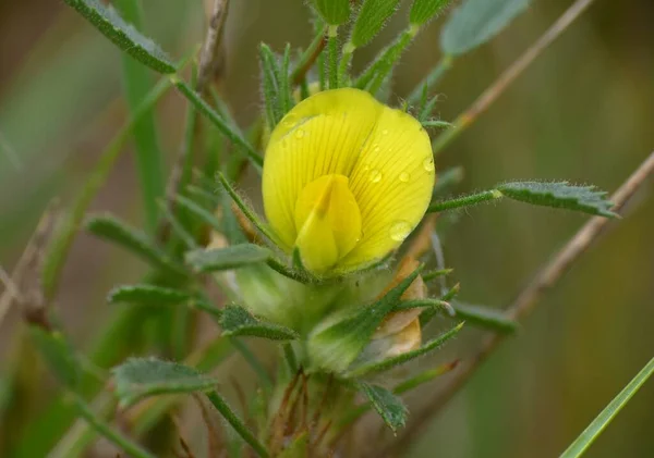 Roślina Ononis Pusilla Żółtym Kwiecie — Zdjęcie stockowe