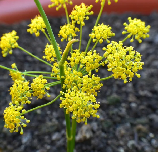 Fennel flower bouquet (Foeniculum vulgare).