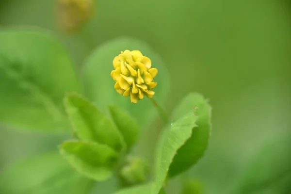 Żółty Kwiat Medicago Lupulina — Zdjęcie stockowe