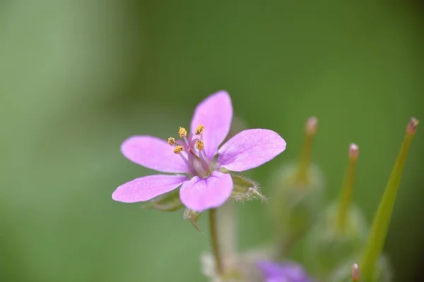 Flor Lila Malacoides Erodium — Foto de Stock