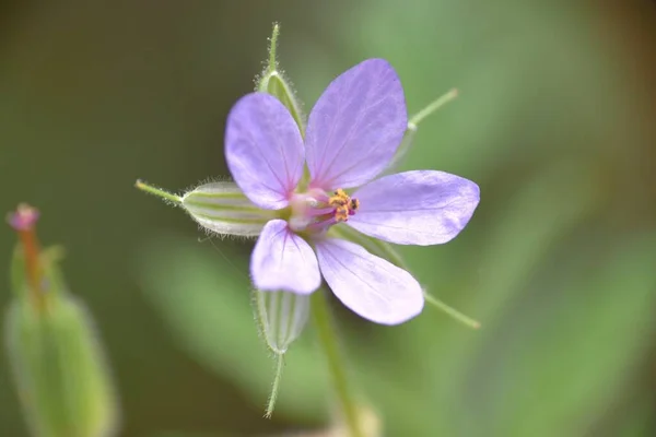 Flor Cigüeña Erodium Ciconium — Foto de Stock