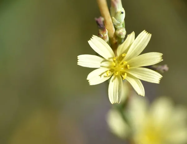 Flor Amarilla Pálida Lactuca Saligna —  Fotos de Stock