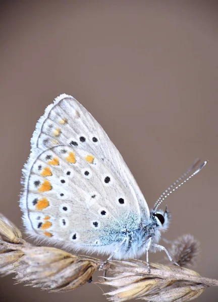 Detalle Mariposa Diurna Polyommatus Posado Sobre Espiga Trigo — Foto de Stock