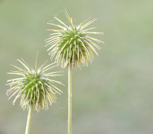 Pikantní Plody Rostliny Geum Urbanum Venkovské Silnici — Stock fotografie