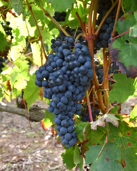 Ripe Grape Bunch Vineyard Rioja — Stock Photo, Image