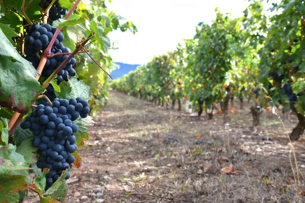 Wijngaard Met Trossen Druiven Oogst Rioja — Stockfoto