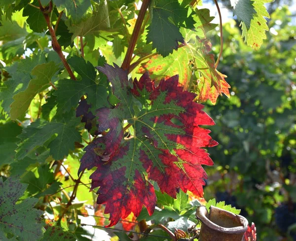 Verschillende Tinten Van Kleur Van Groen Tot Roodachtig Wijnstok Blad — Stockfoto