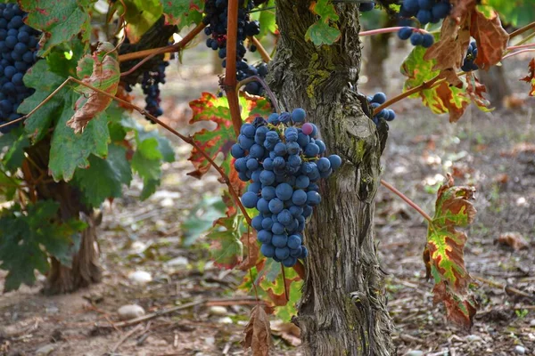 Vineyard Stock Ripe Grape Cluster Ready Harvested — Stock Photo, Image