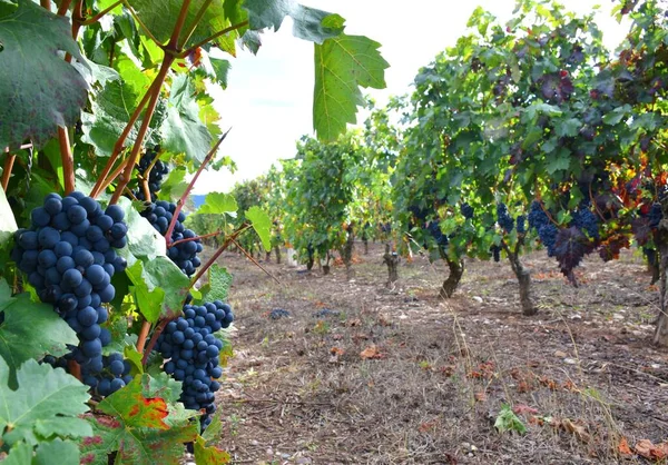Wijngaard Met Trossen Druiven Klaar Worden Geoogst Zonsondergang Rioja — Stockfoto
