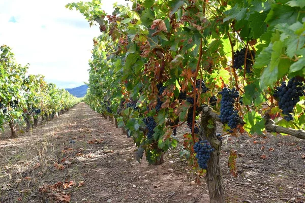 Vineyard Ripe Grapes Leaves Changing Color Reddish Harvest Rioja — Stock Photo, Image