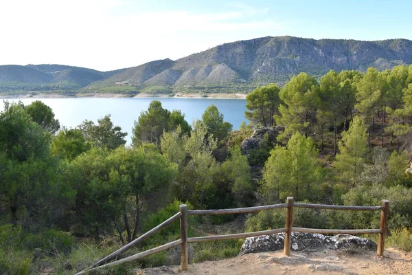 Point Vue Entre Pins Dans Réservoir Buenda — Photo