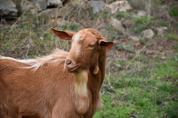 Yeşil Çayır Üzerinde Keçi Erkek — Stok fotoğraf