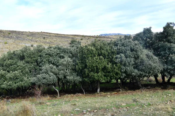 Kis Tölgyfa Erdő Escurquilla — Stock Fotó