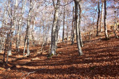 Yerdeki kuru yapraklarla kaplı kayın ağacı..