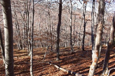 Sonbaharda kayın ağacı, yerde kuru yapraklarla kaplı..