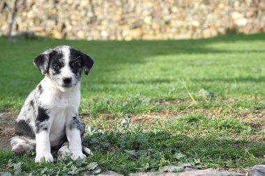 Border Collie köpek yavrusu çimlerin üzerinde oturuyor..