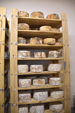 Olgunlaşmanın farklı aşamalarında peynirlerle raflar.