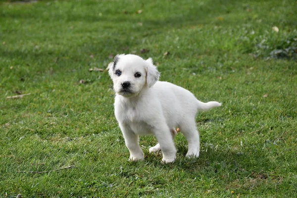 白色的小狗 头上有一些黑斑 绿色的草地上有不同颜色的眼睛 色彩斑斓 — 图库照片