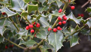 Kırmızı meyveli Holly Tree. Sonbahar günü. Peroblasco 'da sonbahar günü, La Rioja, İspanya.