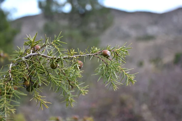 Juniper Branch Hanging Fruits Cloudy Day Cloudy Day Peroblasco Rioja — Stock Photo, Image