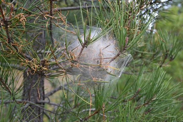 松の枝にThaumetopea Pityocampa巣 Thaumetopea Pityocampa Perobasco Rioja スペイン — ストック写真