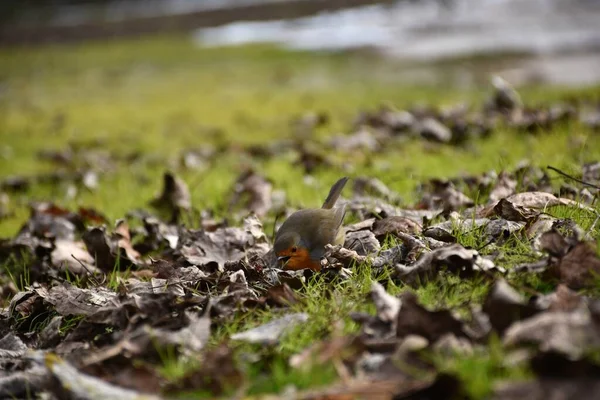 オープンくちばしでロビンは食べ物のためにジャンプしますMunillaの葉と草の地面 ラRioja — ストック写真