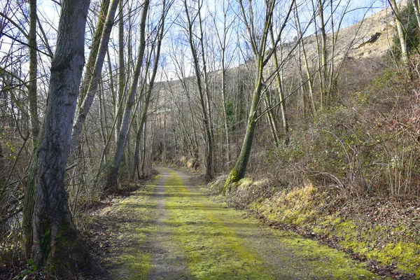 Estrada Rural Musgosa Dia Ensolarado Elm Álamo Floresta Inverno — Fotografia de Stock