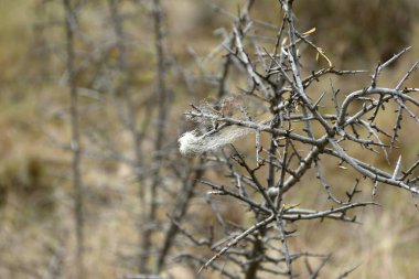 Dikenlerinde koyun yünü kalıntıları olan Blackthorn. Los Agudos, Calahorra Dönemi.