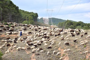 Koyun sürüsü ve çoban köpekleri yüksek voltajlı elektrik hattıyla dağdaki yangında. Los Agudos, Calahorra Dönemi.