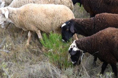 Genç bir çam ağacının dallarını yiyen koyunlar. Calahorra 'daki dağ bölgesi, La Rioja.