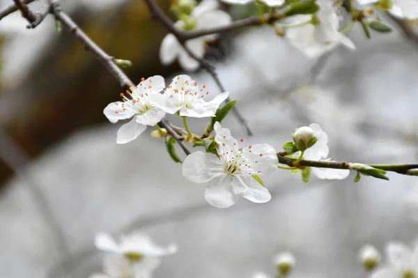 Flores Brancas Ameixa Prunus Domestica Primavera Munilla Rioja Espanha — Fotografia de Stock